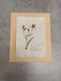 Adonis Blazingstar ~ Herbarium ~ 8 x 10