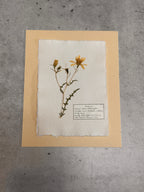 Adonis Blazingstar ~ Herbarium ~ 8 x 10