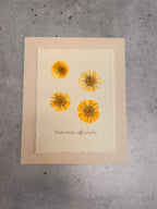 Calendula Officinalis ~ Herbarium ~ 8 x 10