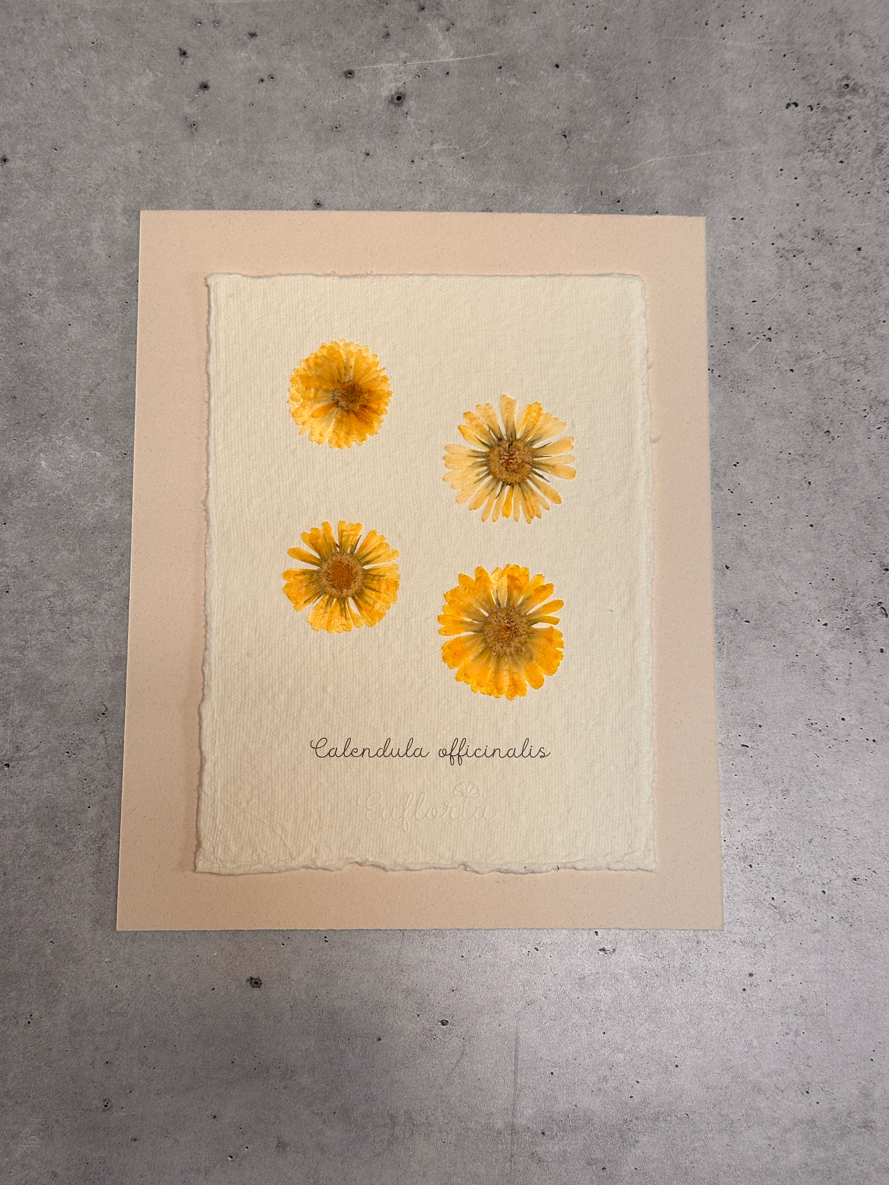 Calendula Officinalis ~ Herbarium ~ 8 x 10