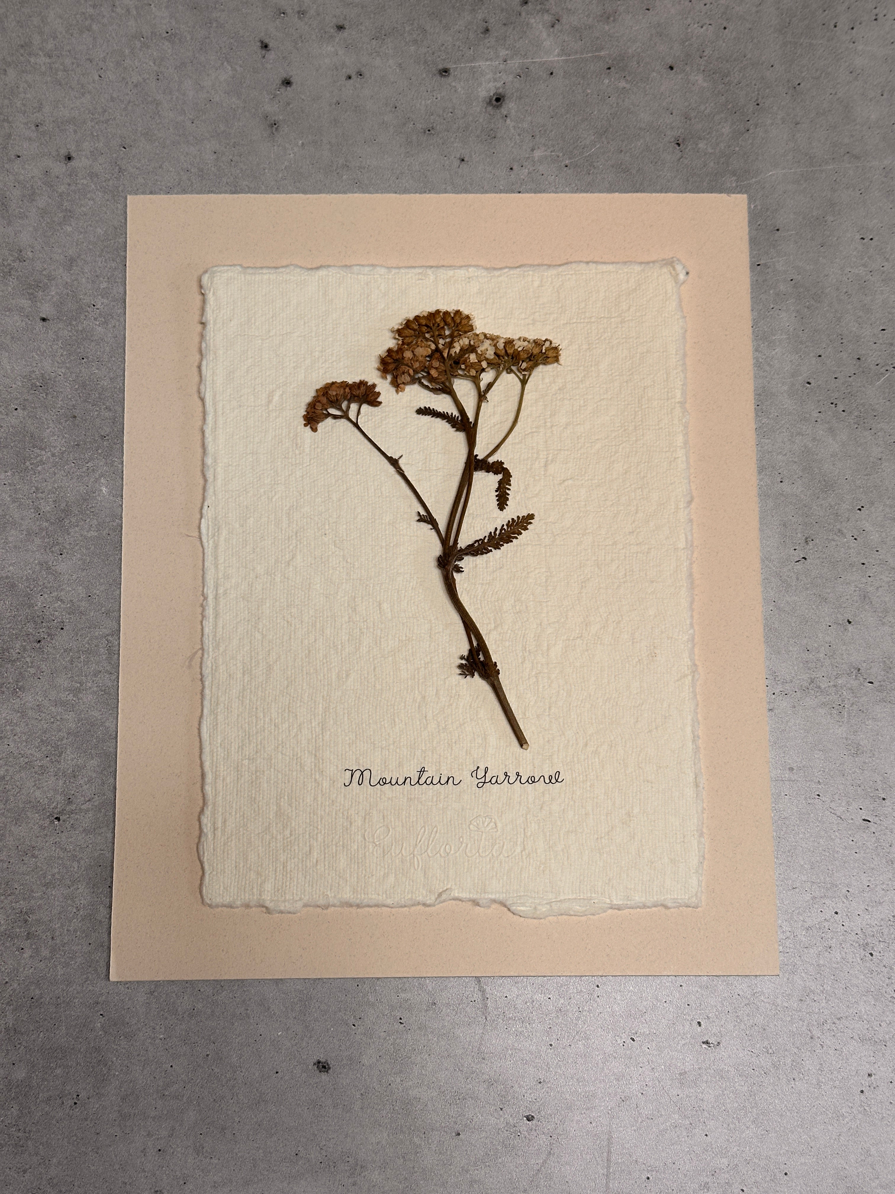 Mountain Yarrow ~ Herbarium ~ 8 x 10