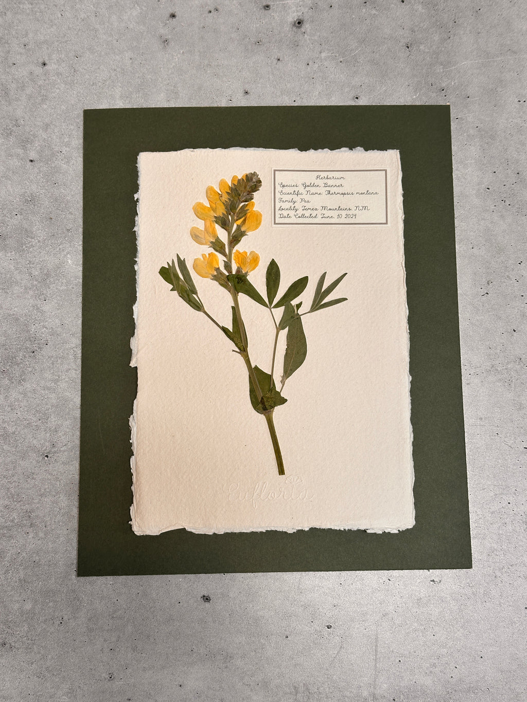Golden Banner ~ Herbarium ~ 8 x 10