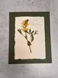 Golden Banner ~ Herbarium ~ 8 x 10
