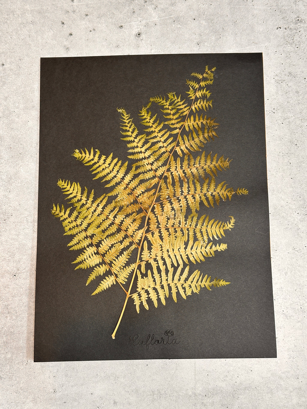 Common Lady Fern ~ Herbarium ~ 9" x 12"