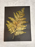 Common Lady Fern ~ Herbarium ~ 9" x 12"