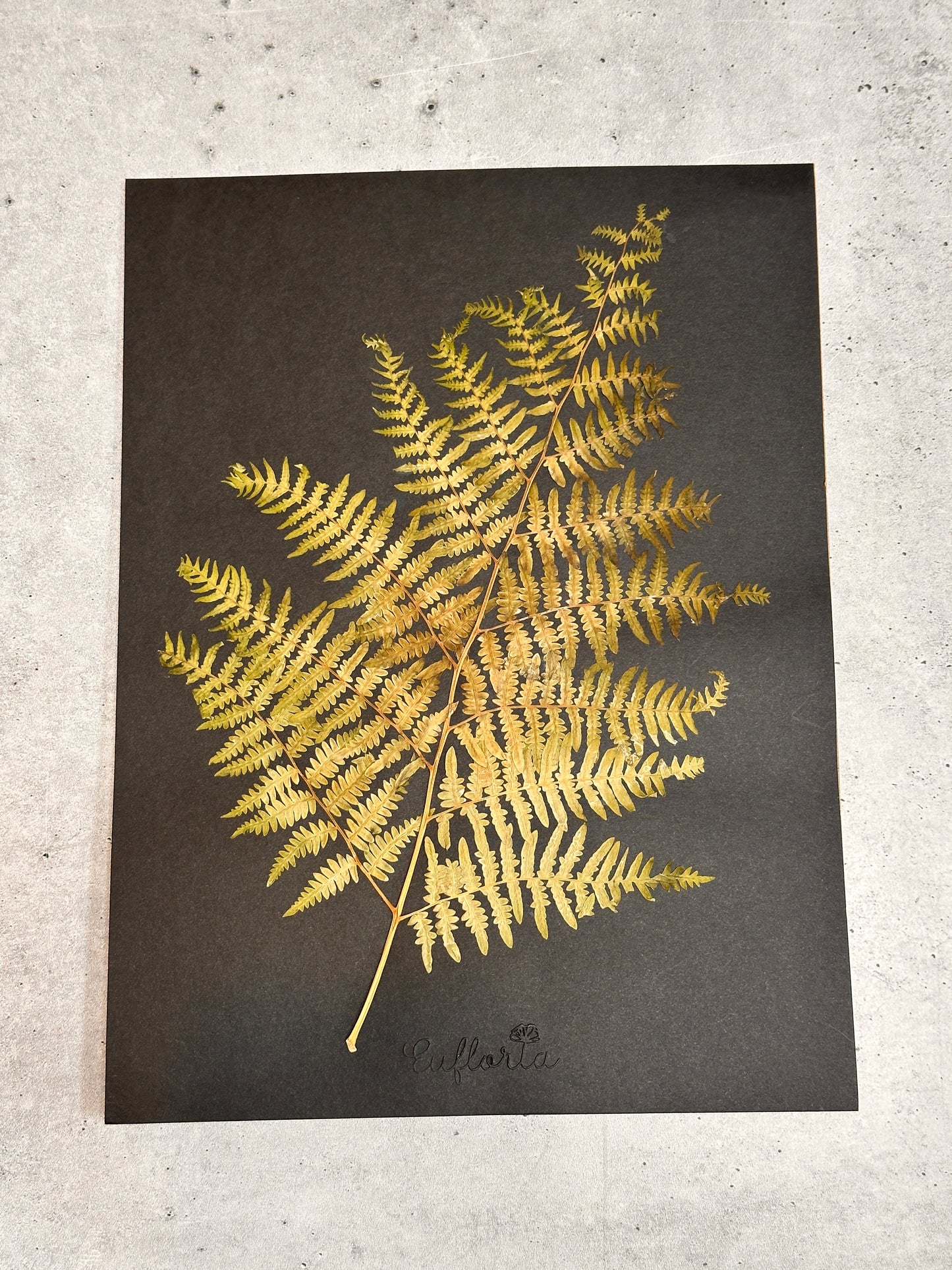 Common Lady Fern ~ Herbarium ~ 9" x 12"