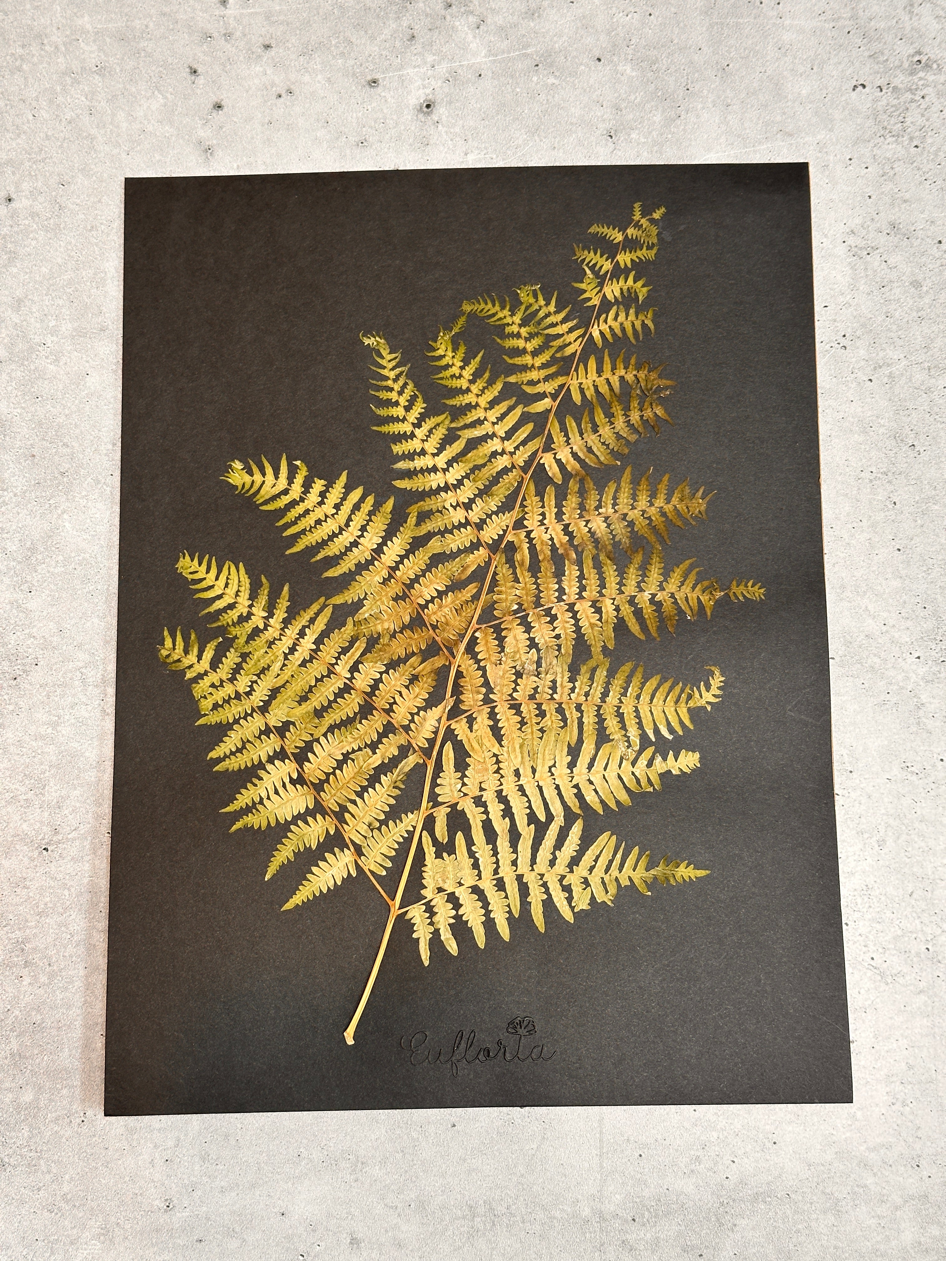 Common Lady Fern ~ Herbarium ~ 9" x 12"