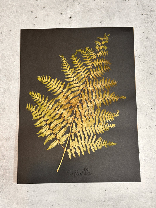 Common Lady Fern ~ Herbarium ~ 9" x 12"