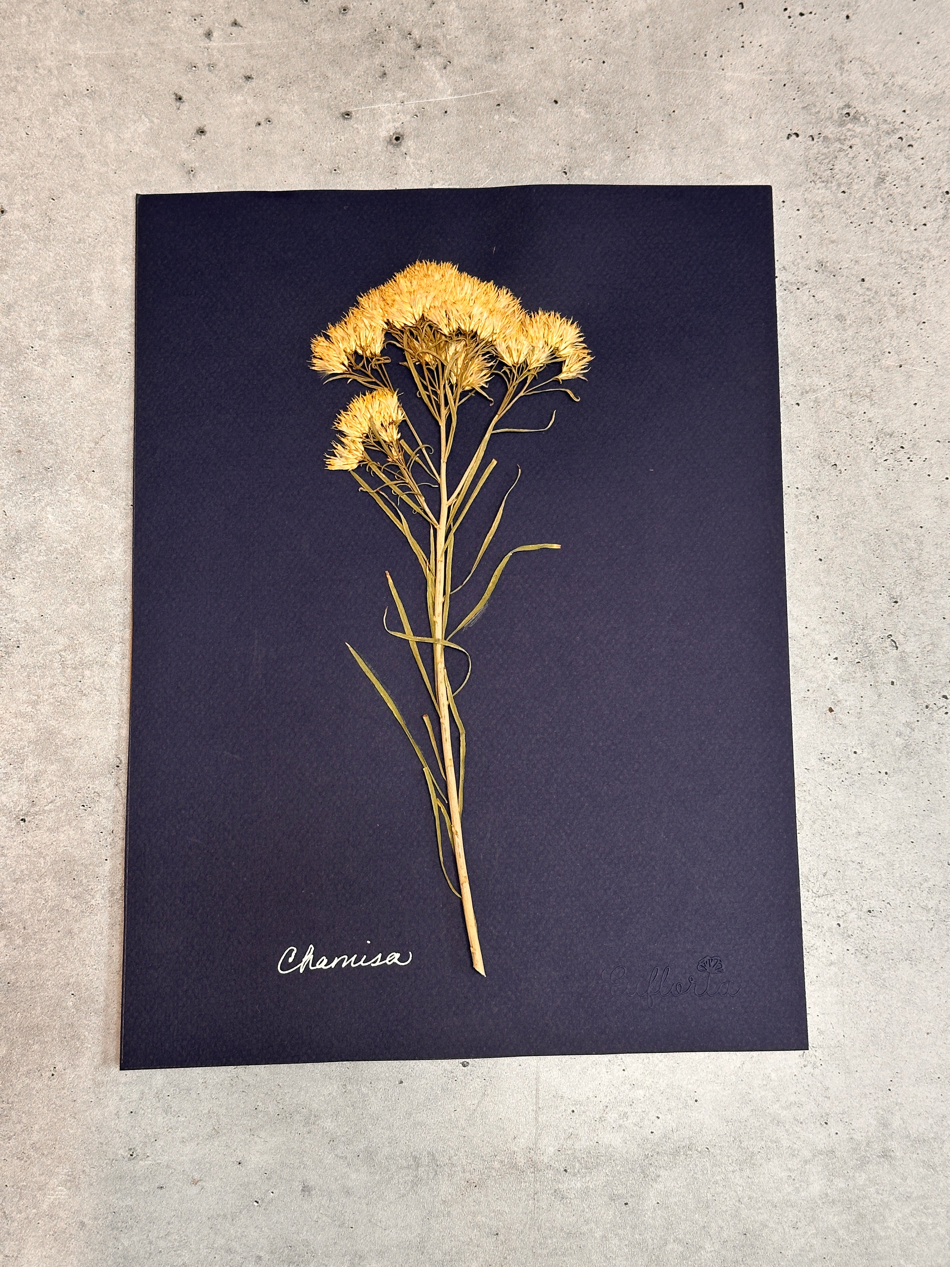 Chamisa~ Herbarium ~ 9" x 12"