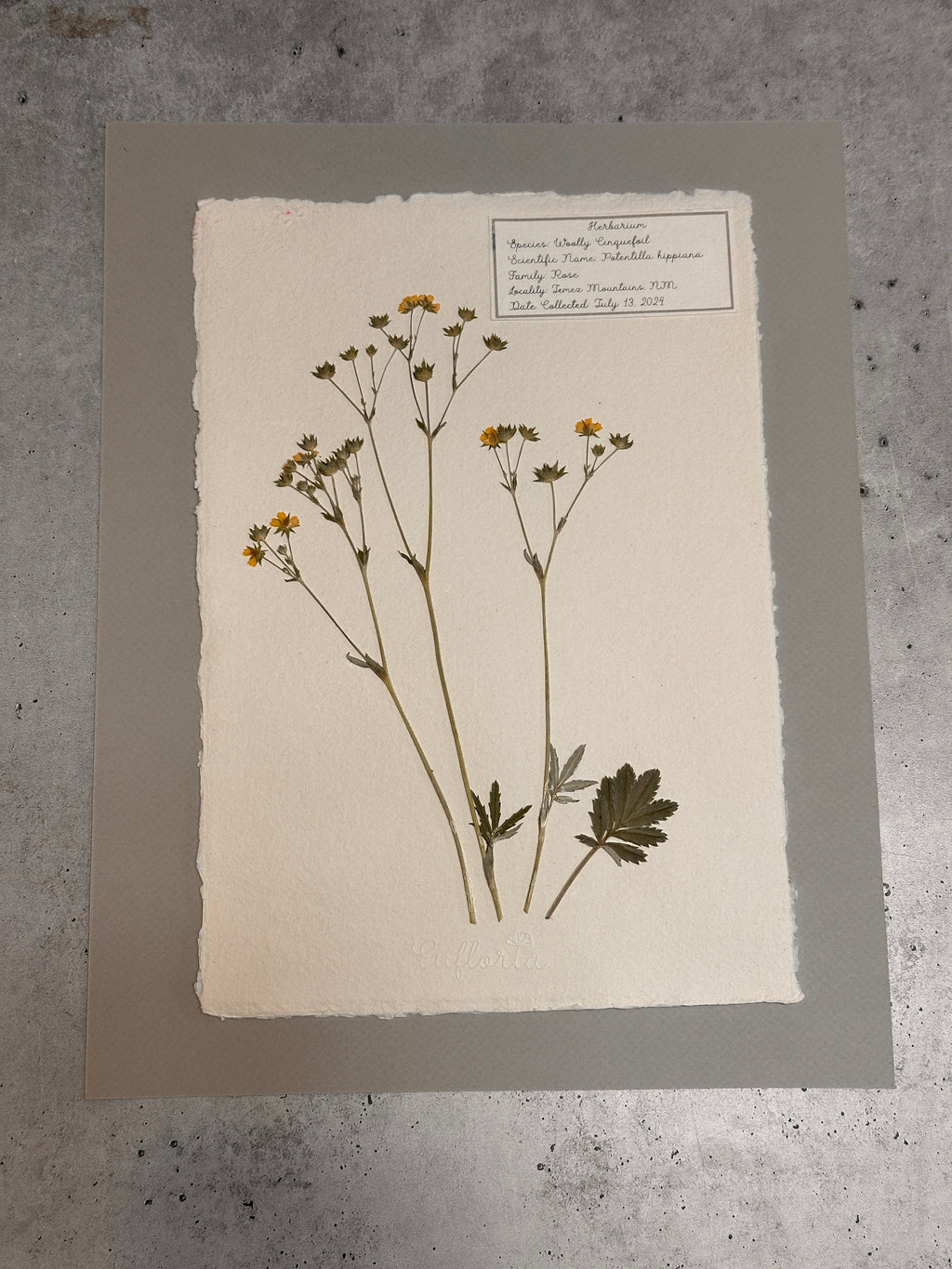 Woolly Cinquefoil ~ Herbarium ~ 11" x 14"