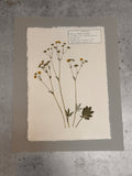 Woolly Cinquefoil ~ Herbarium ~ 11" x 14"