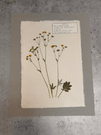 Woolly Cinquefoil ~ Herbarium ~ 11" x 14"