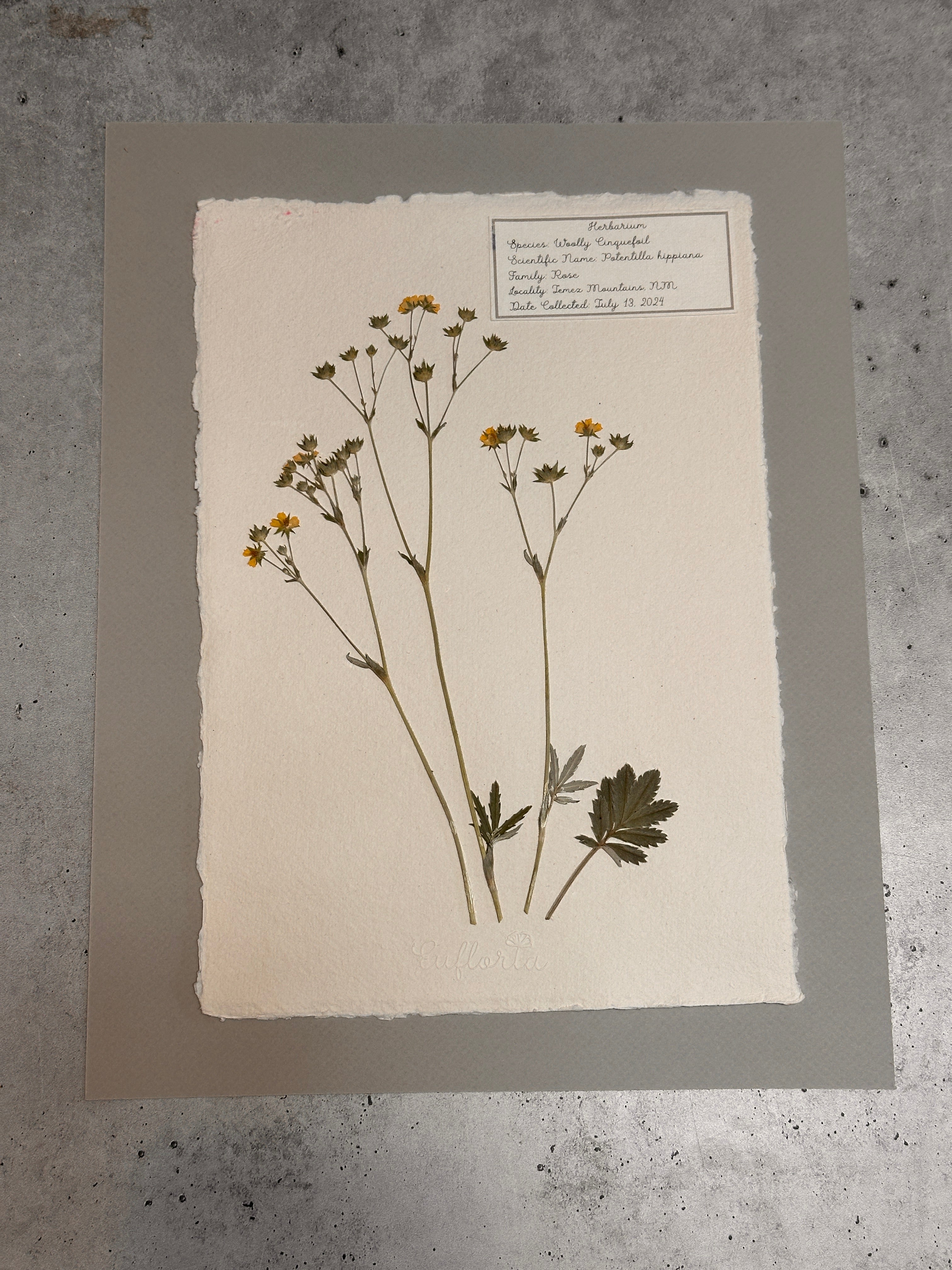 Woolly Cinquefoil ~ Herbarium ~ 11" x 14"