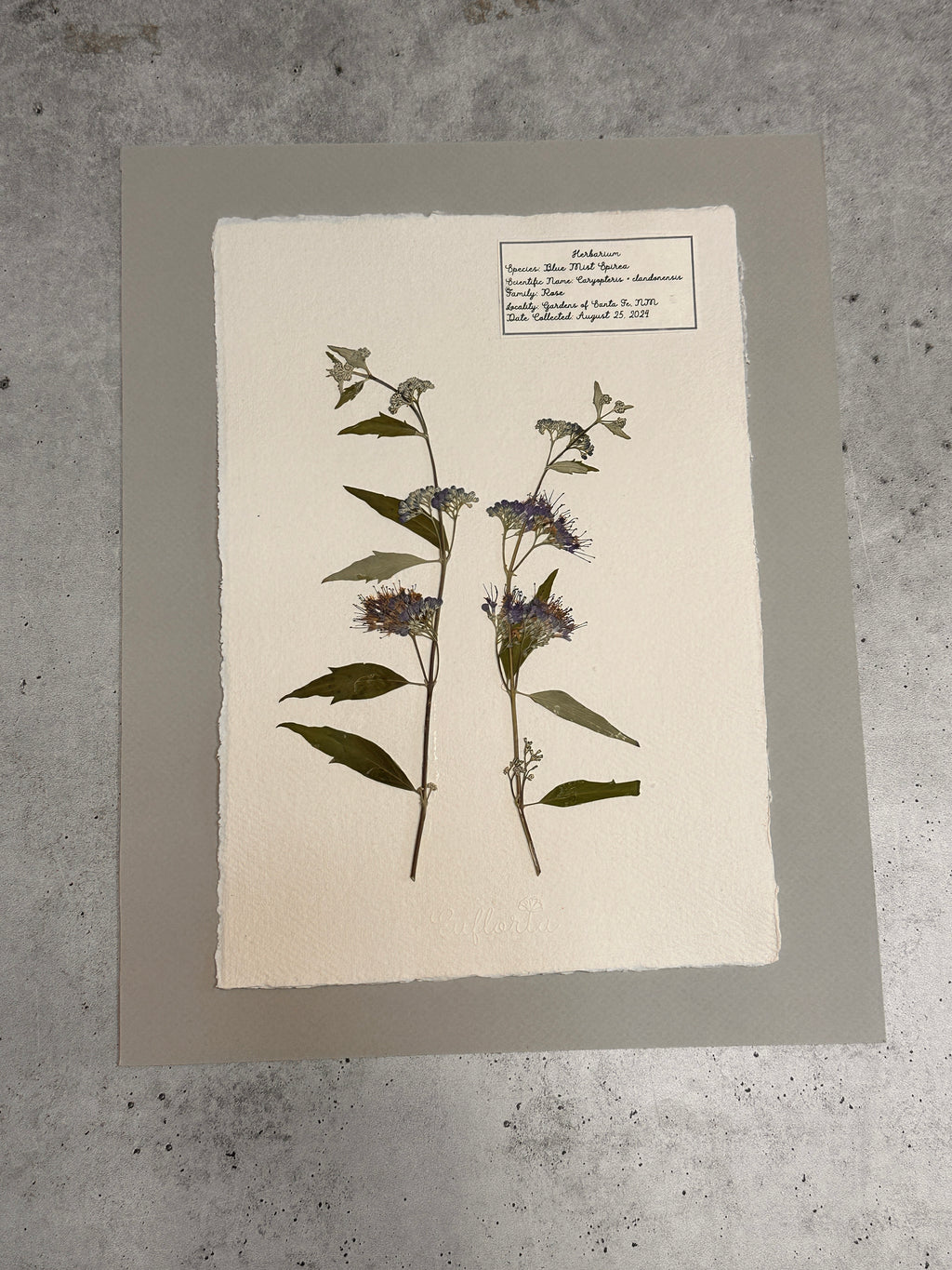 Blue Mist Spirea ~ Herbarium ~ 11" x 14"