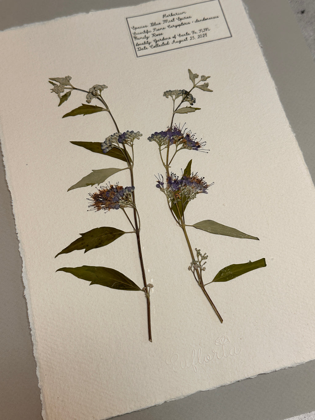 Blue Mist Spirea ~ Herbarium ~ 11" x 14"