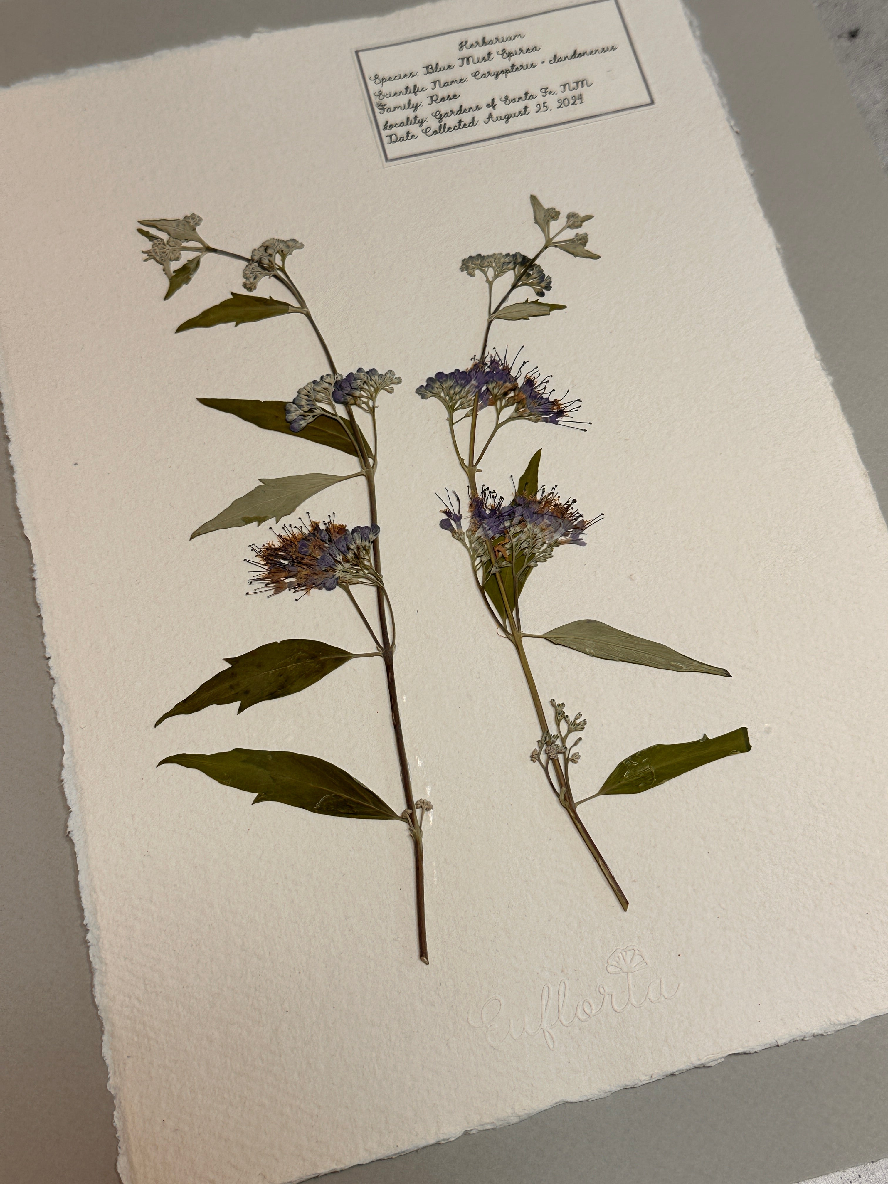 Blue Mist Spirea ~ Herbarium ~ 11" x 14"