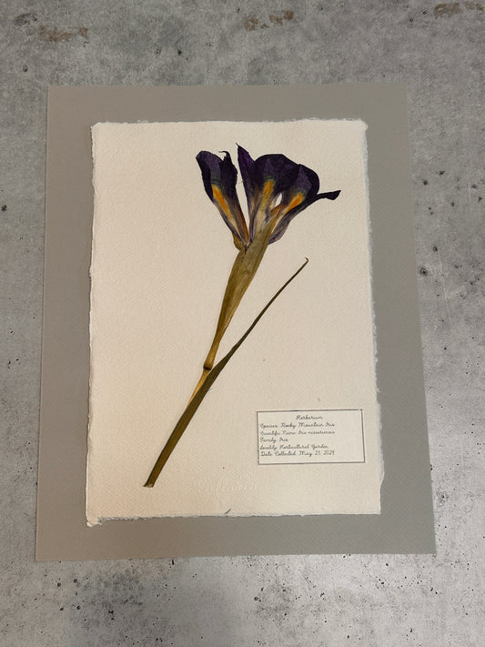 Rocky Mountain Iris~ Herbarium ~ 11" x 14"