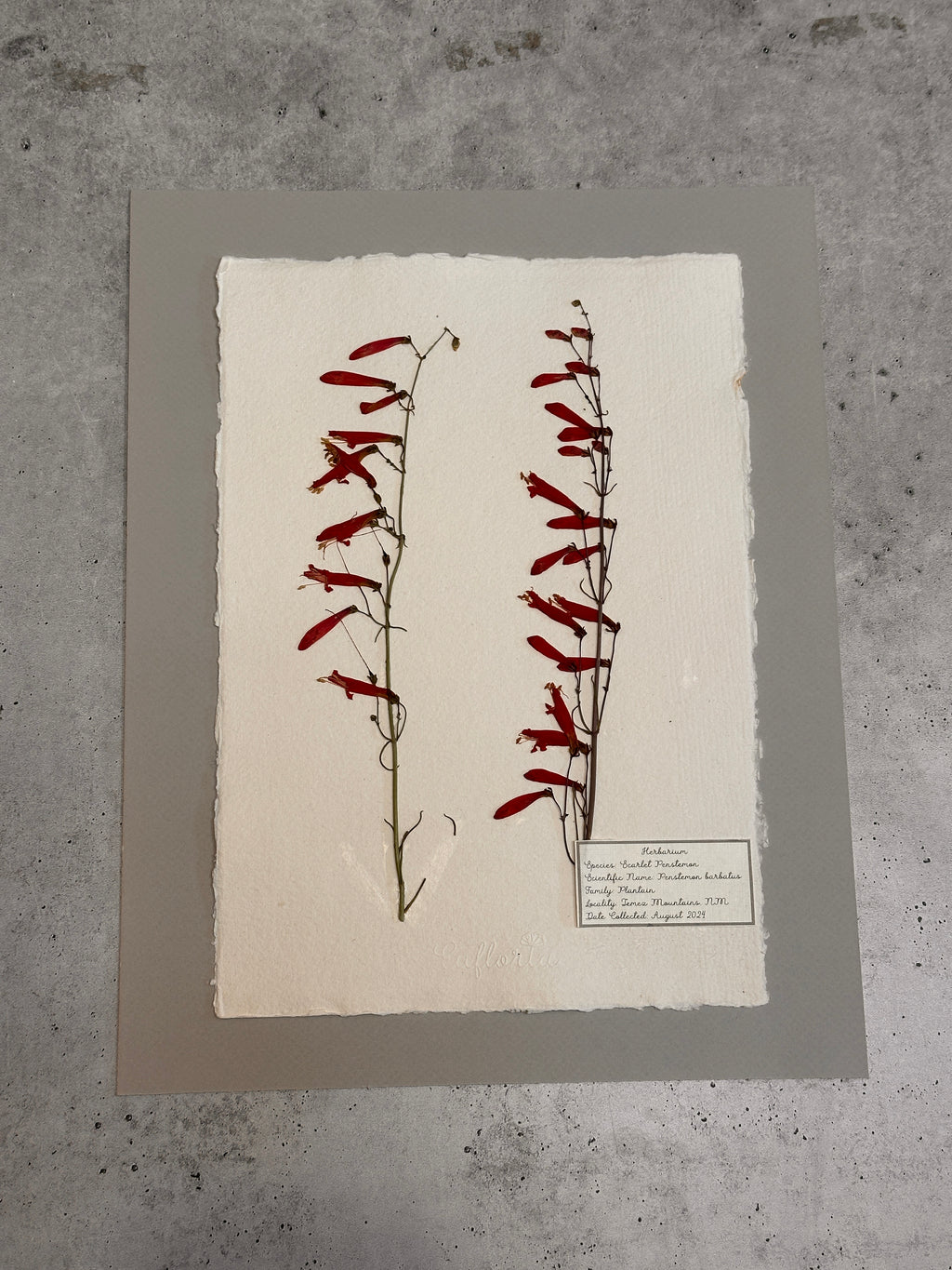 Scarlet Penstemon ~ Herbarium ~ 11" x 14"