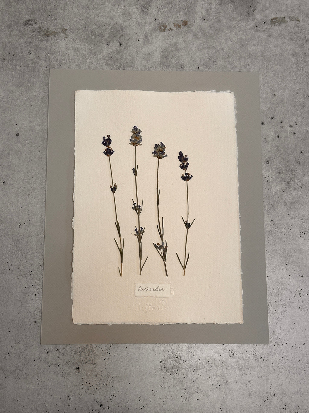 Lavender ~ Herbarium ~ 11" x 14"