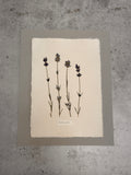 Lavender ~ Herbarium ~ 11" x 14"