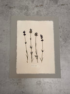 Lavender ~ Herbarium ~ 11" x 14"