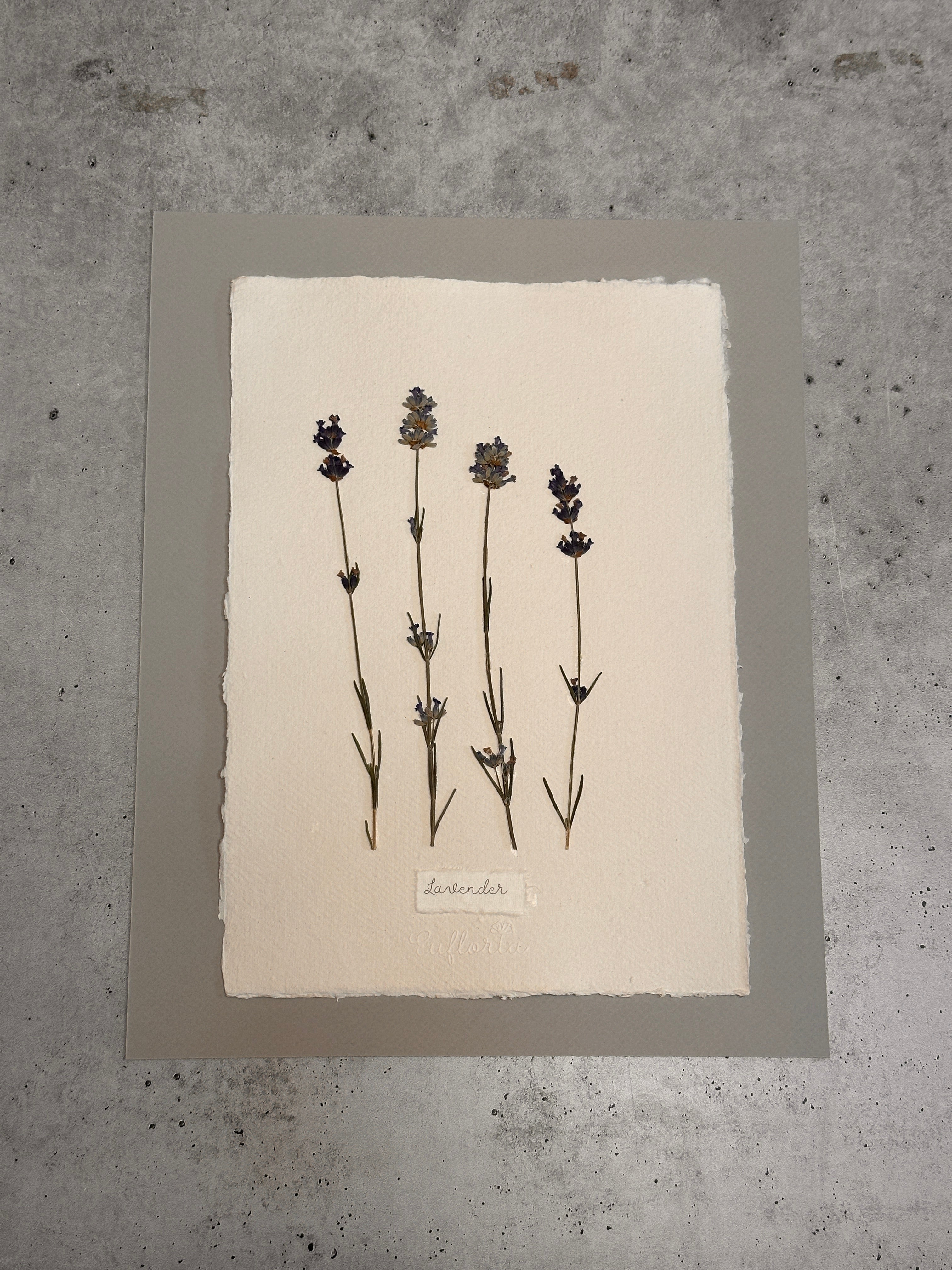 Lavender ~ Herbarium ~ 11" x 14"