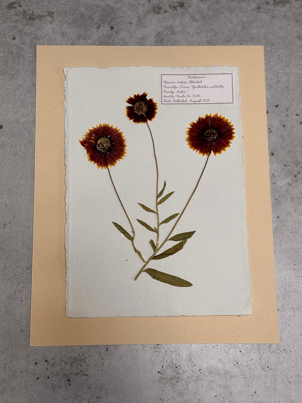 Indian Blanket ~ Herbarium ~ 11" x 14"