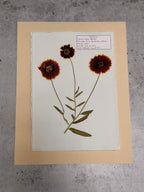 Indian Blanket ~ Herbarium ~ 11" x 14"