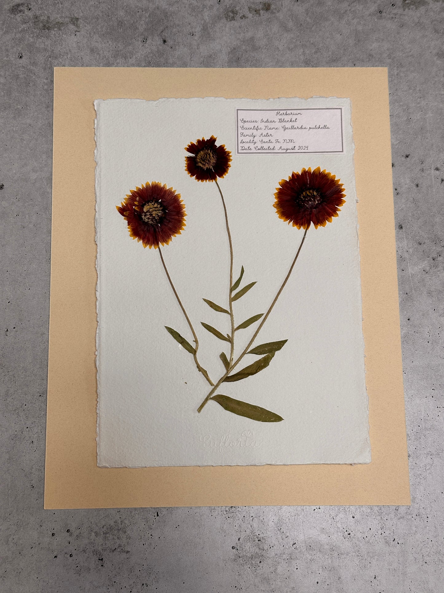 Indian Blanket ~ Herbarium ~ 11" x 14"