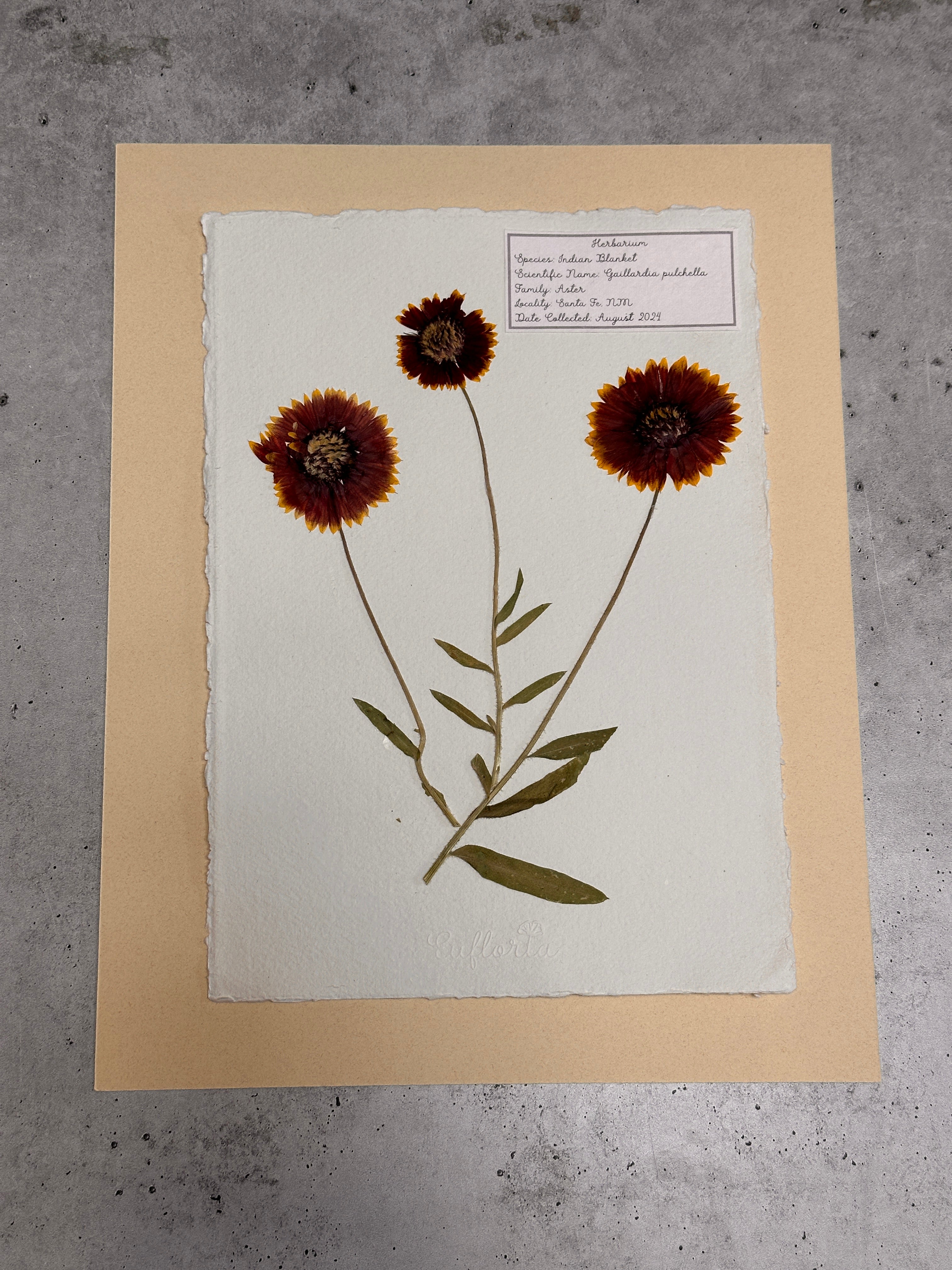 Indian Blanket ~ Herbarium ~ 11" x 14"