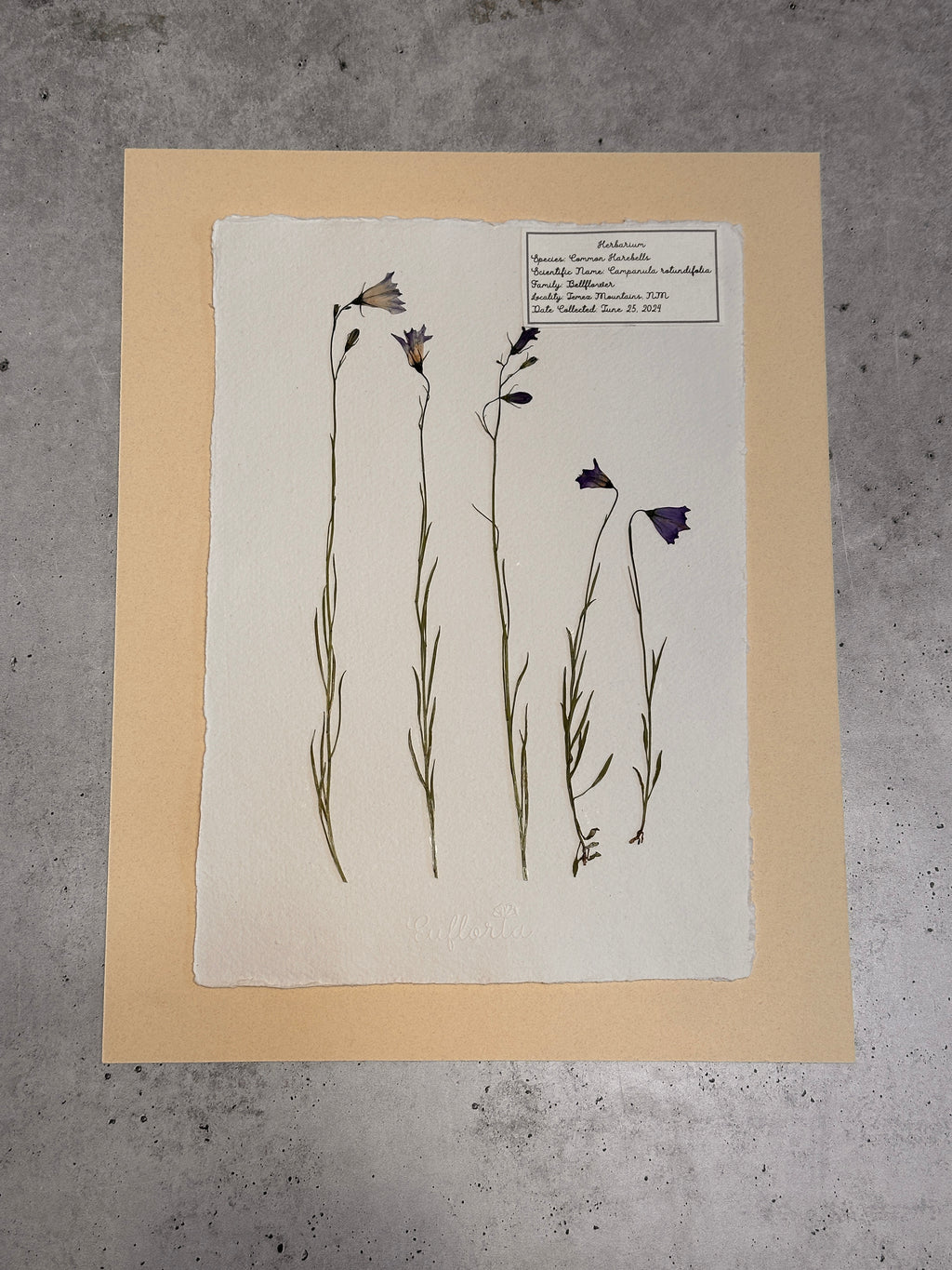 Common Harebells ~ Herbarium ~ 11" x 14"
