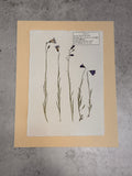 Common Harebells ~ Herbarium ~ 11" x 14"