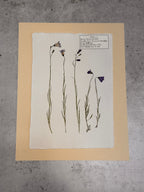 Common Harebells ~ Herbarium ~ 11" x 14"