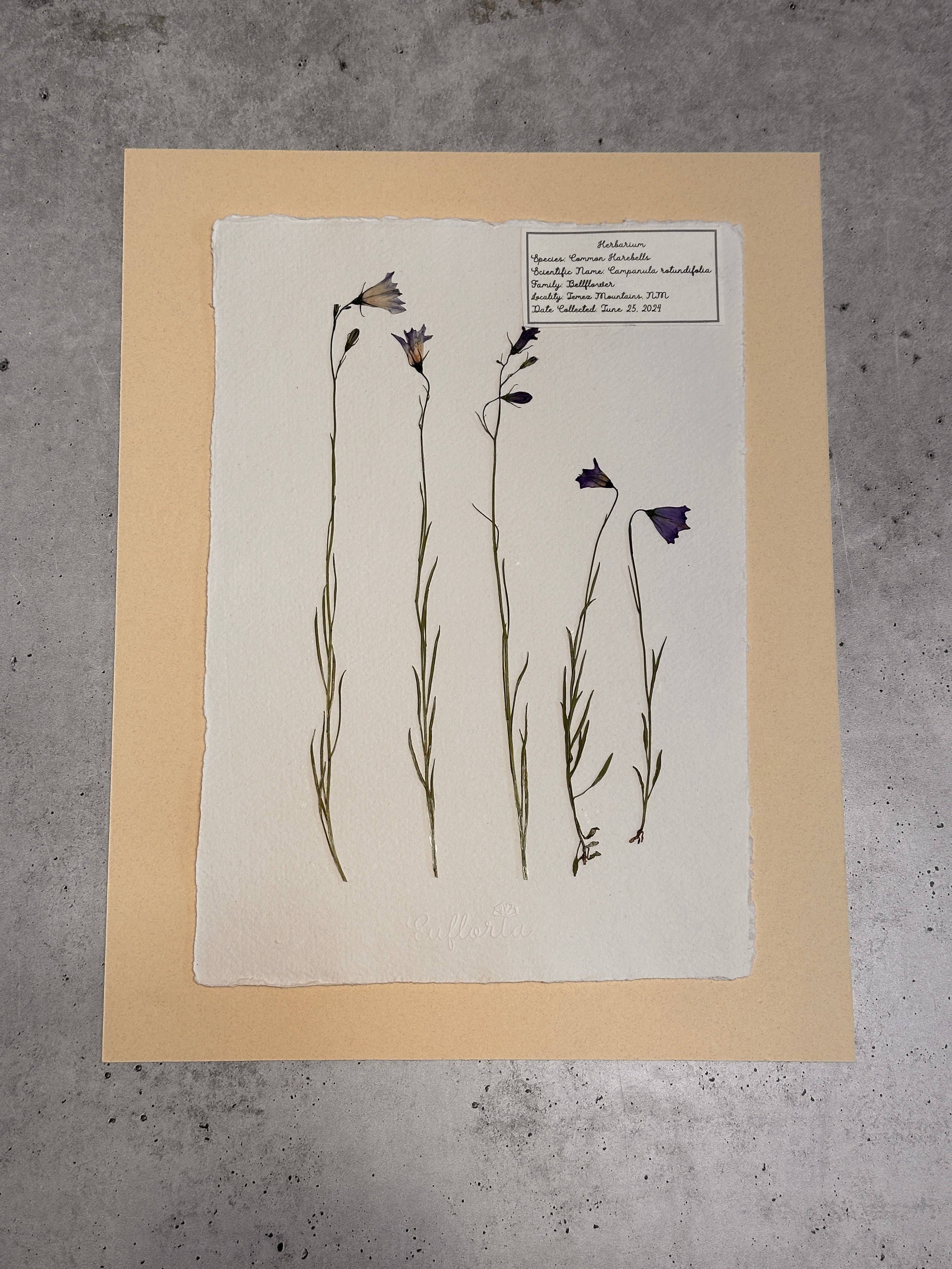 Common Harebells ~ Herbarium ~ 11" x 14"