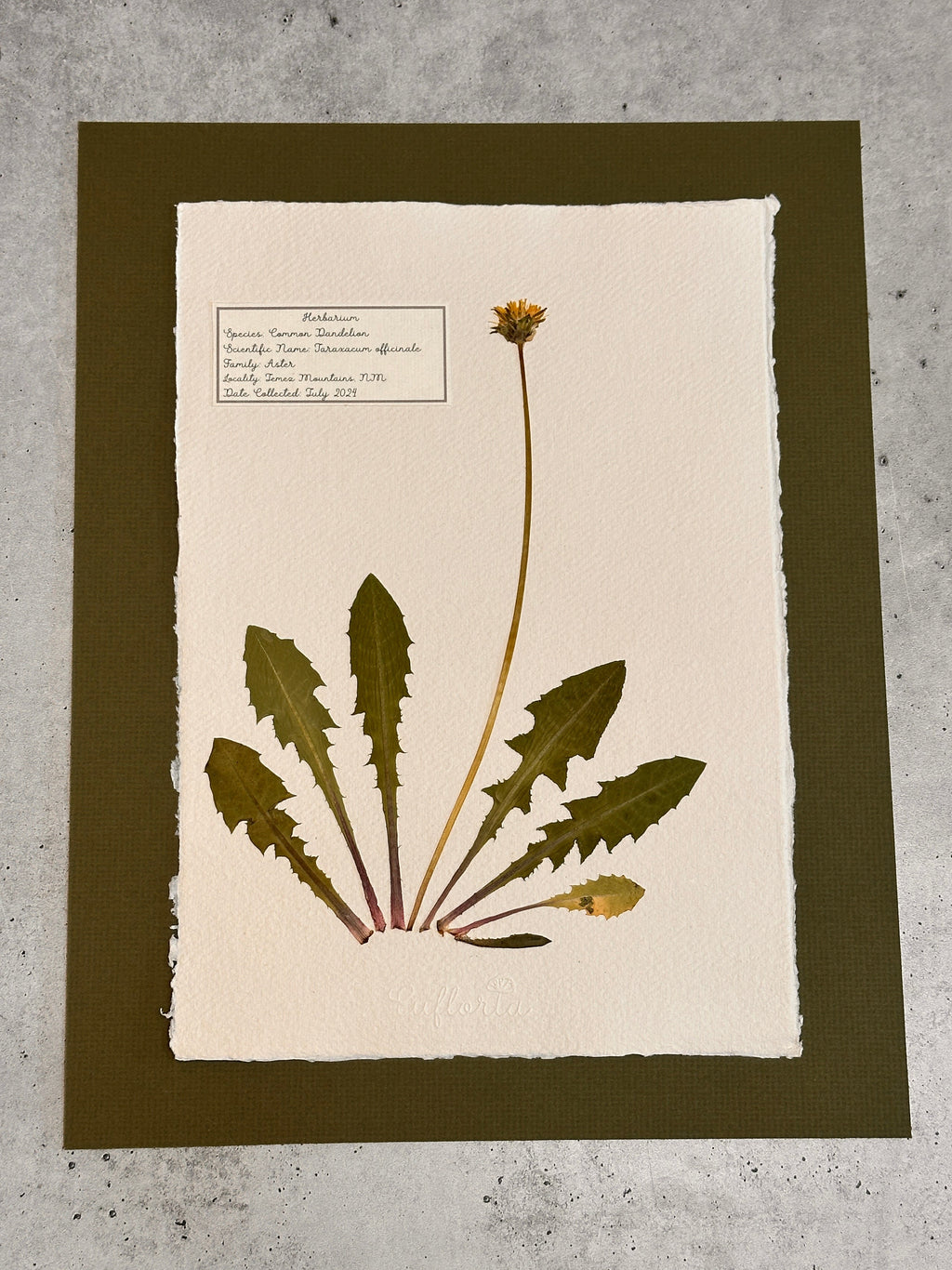 Common Dandelion ~ Herbarium ~ 11" x 14"