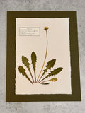Common Dandelion ~ Herbarium ~ 11" x 14"