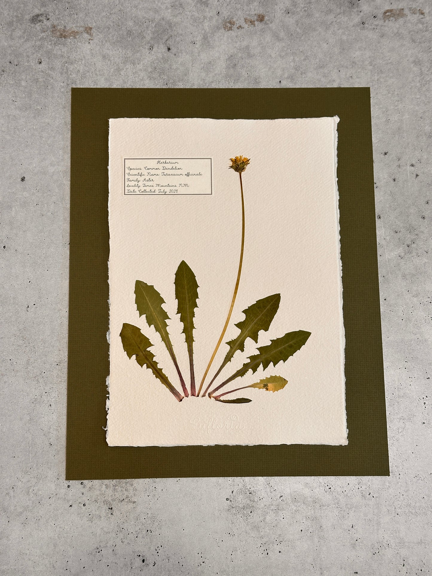 Common Dandelion ~ Herbarium ~ 11" x 14"