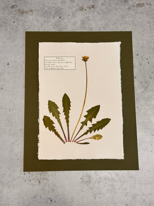 Common Dandelion ~ Herbarium ~ 11" x 14"