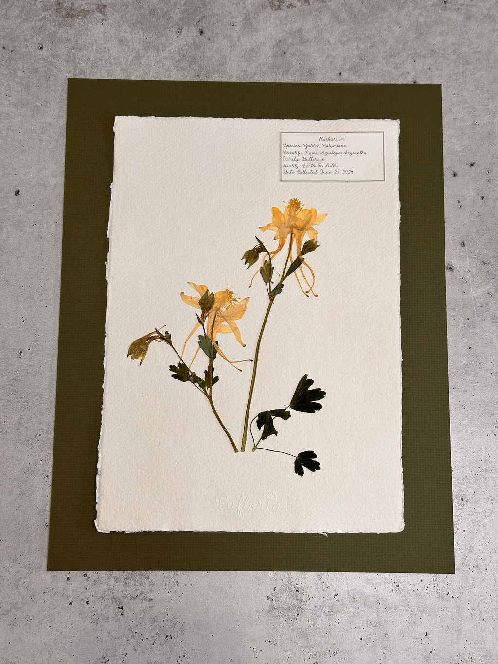 Golden Columbine ~ Herbarium ~ 11" x 14"