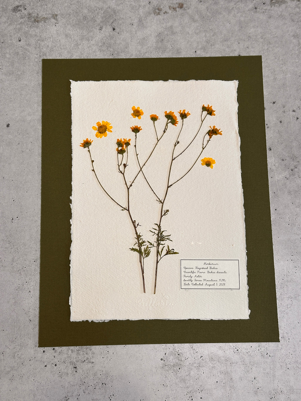 Ragleaf Bahia ~ Herbarium ~ 11" x 14"