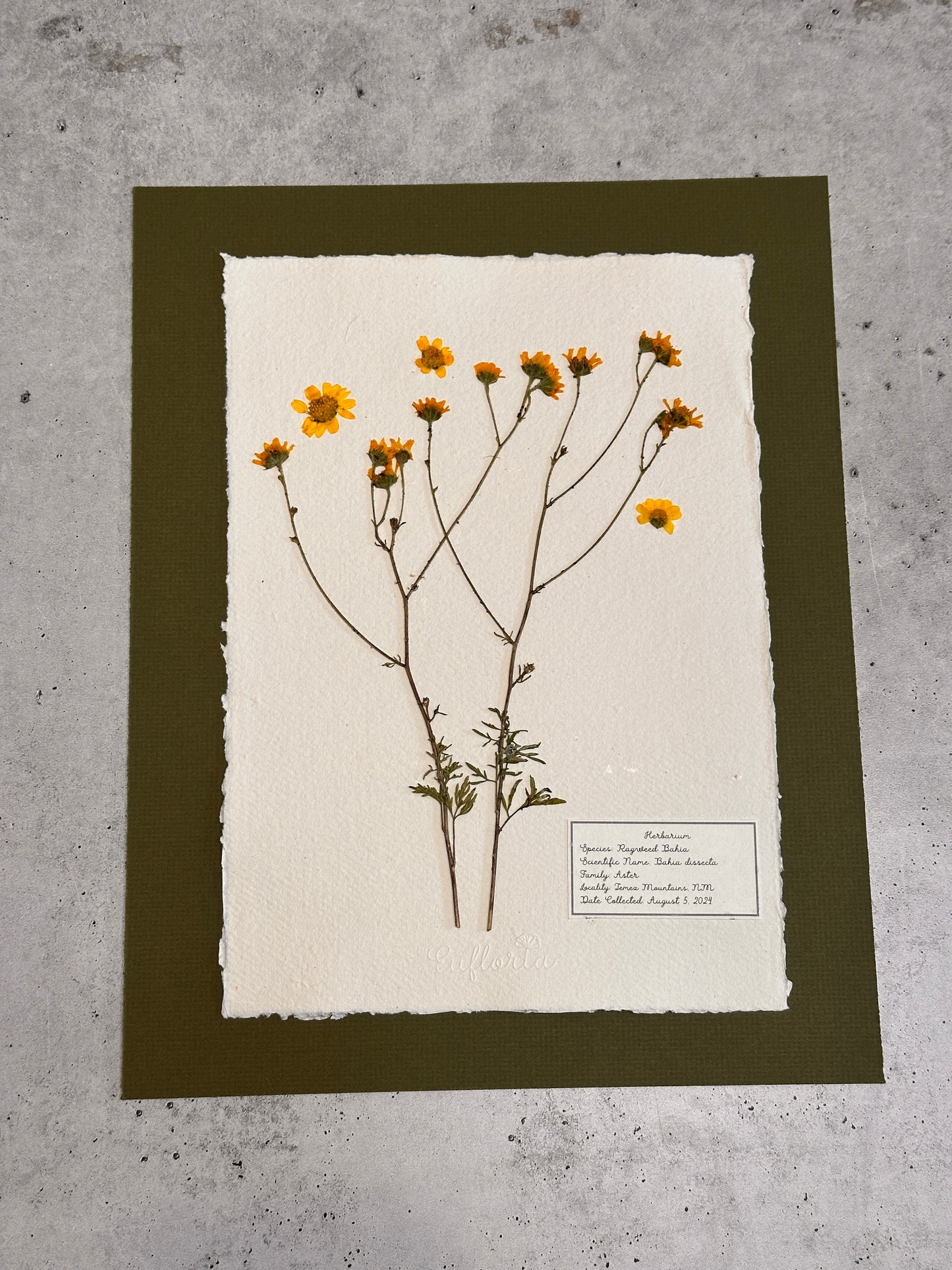 Ragleaf Bahia ~ Herbarium ~ 11" x 14"
