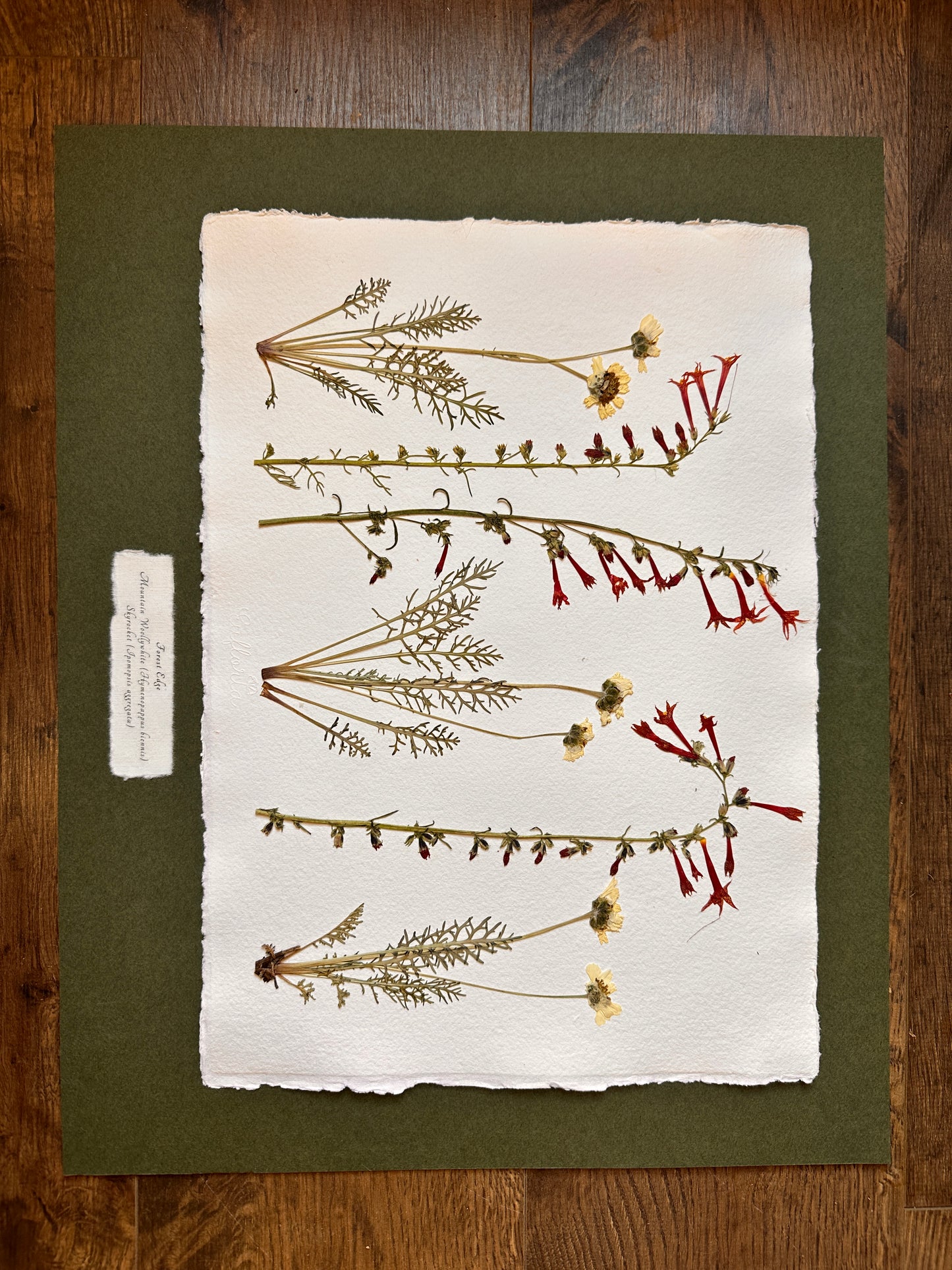 Forest Edge~ Herbarium ~ 16" x 20"