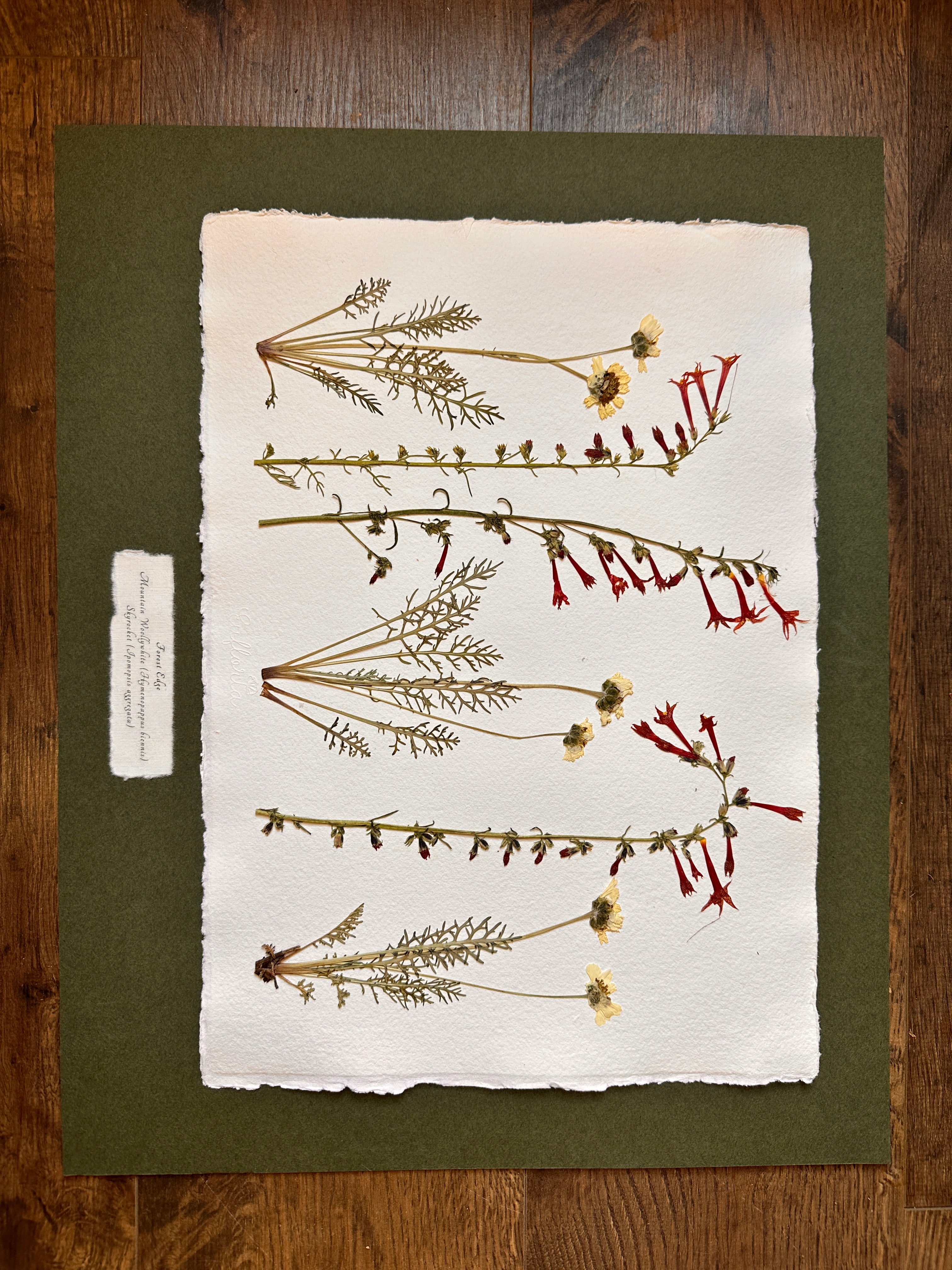 Forest Edge~ Herbarium ~ 16" x 20"