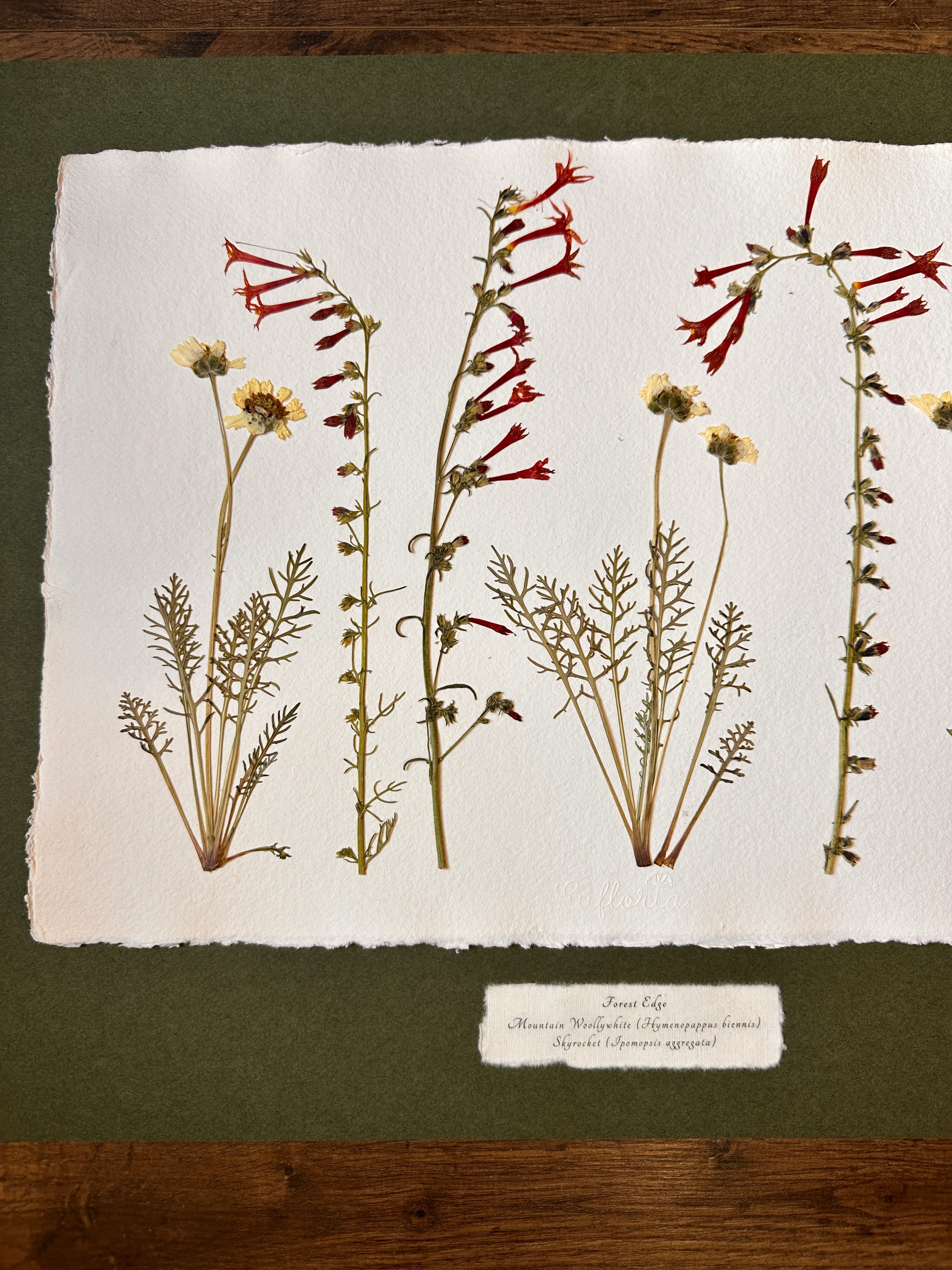 Forest Edge~ Herbarium ~ 16" x 20"
