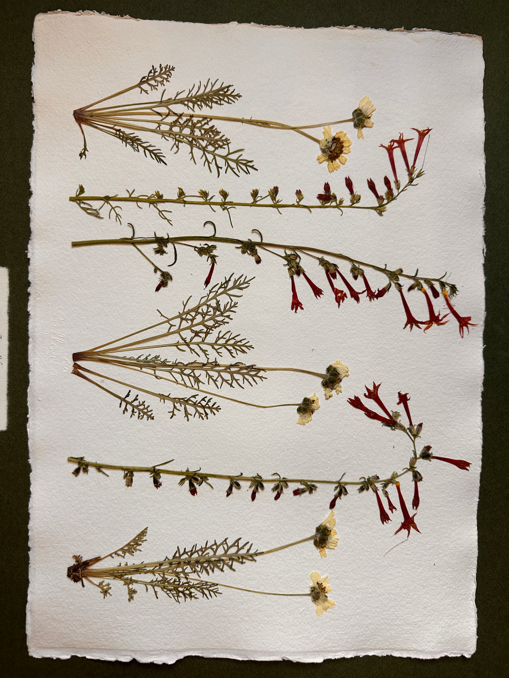 Forest Edge~ Herbarium ~ 16" x 20"