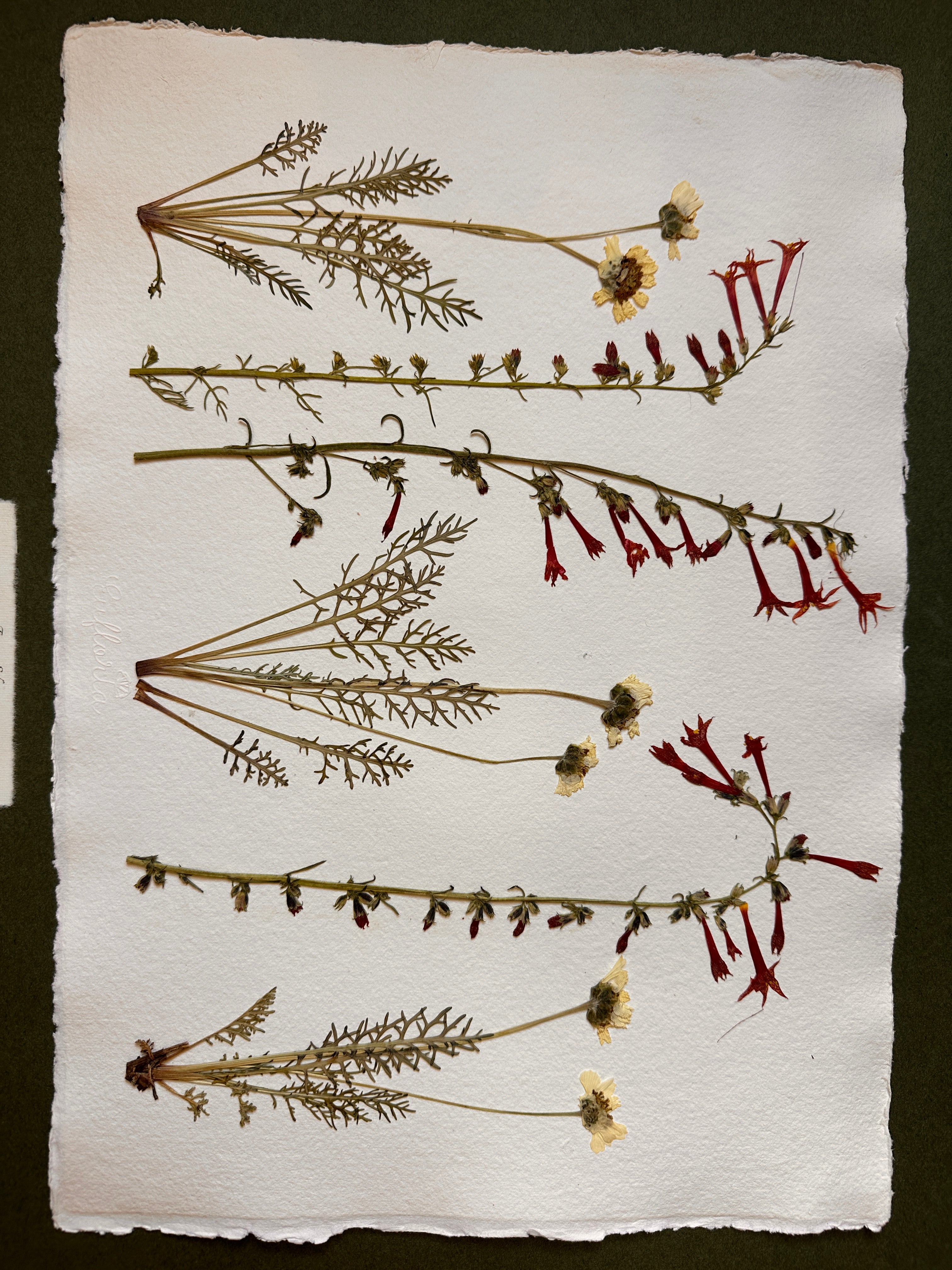 Forest Edge~ Herbarium ~ 16" x 20"