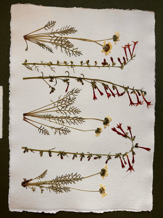 Forest Edge~ Herbarium ~ 16" x 20"