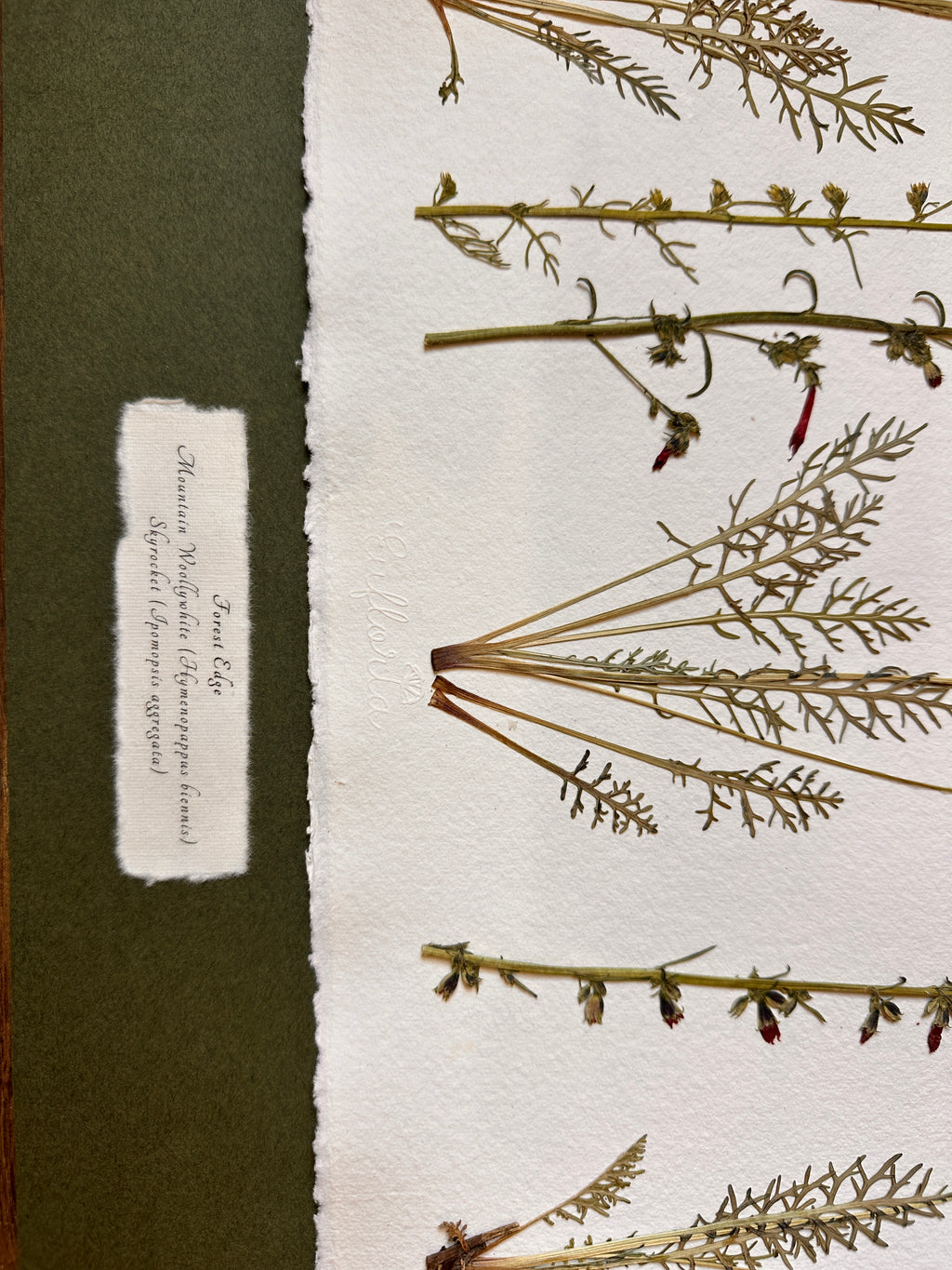 Forest Edge~ Herbarium ~ 16" x 20"