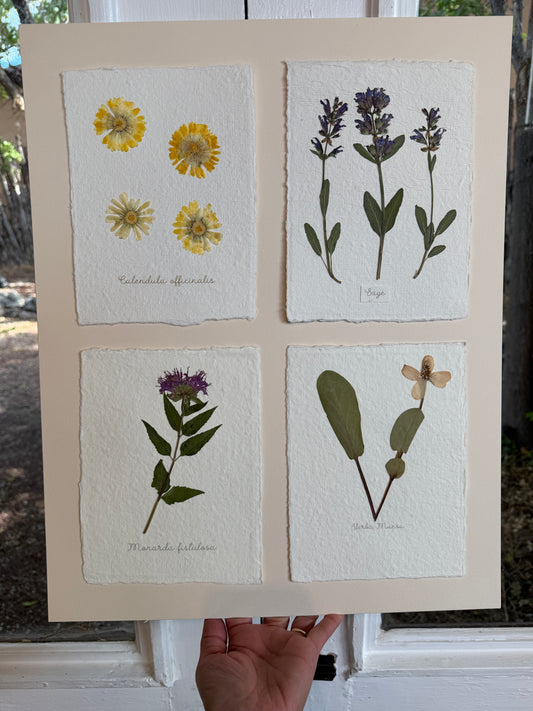 Flower Combination ~ Herbarium ~ 16" x 20"