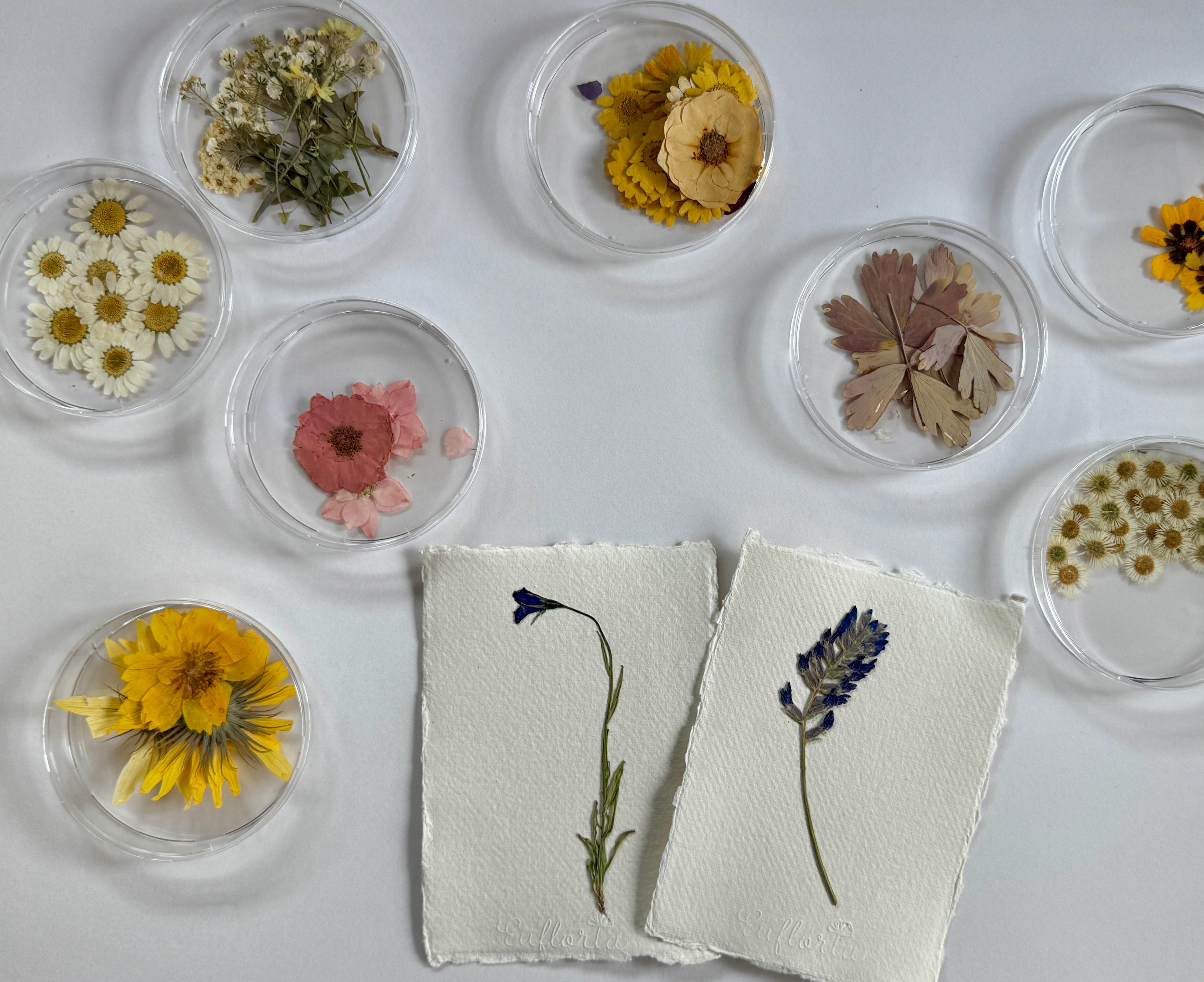 Plant Pressing Workshop with Eufloria Botanic Art